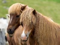 Portrait von zwei Pferden in unterschiedlichen Brauntönen